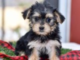 Minik Kürk Hırsızları: Morkie Yavru Tatlı Mafya