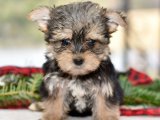 Yavru Aşkın İncileri: Morkie Yavru Mücevherleri
