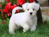 Saflık Garantili Schnauzer Yavruları