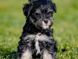 Schnauzer Minik Mucizeler Arıyor Yeni Evlerini!