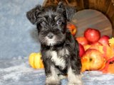 Şahane Schnauzer Yavruları Sahiplenilmeyi Bekliyor