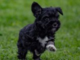 Beyaz Cüce Sevimlilik: Schnauzer Satılık!