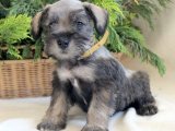 Schnauzer Aşkı: Yavrular Satışta!