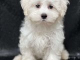 300 TL Maltese Terrier Yavru Köpek: Güncel Satış İlanları