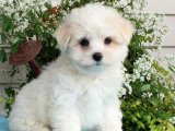 Maltese Terrier 300 TL: Şirin Yavru Köpekler İçin En İyi İlanlar