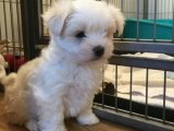 300 TL Maltese Terrier Yavru Köpek: En Popüler Satış Teklifleri
