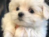 300 TL Maltese Terrier Yavru Köpek: Güncel Teklifler ve İlanlar