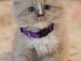 Minik Top Kafalar, Büyük Sevgi: Ragdoll Kedisi Yavrular!