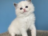 Safkan Ragdoll Kedisi Yavrular: Zarafetin Adresi!