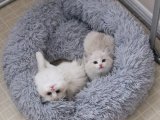 Kedicik Rüyaları: Ragdoll Kedisi Yavrumuzla Hayal Gücünüzü Sınırlayın!