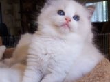 Yumuşaklık ve Sevgi Dolu Anlar: Ragdoll Kedisi Bebek Kedilerimizle Tanışın!