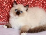 Evinizdeki Sessiz Güzellik: Ragdoll Kedisi Yavru Kediler Satışta!