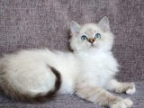 Sevgi Dolu Bir Yuvada Büyümek İster misiniz? Ragdoll Kedisi Bebek Kedilerimizle Tanışın!