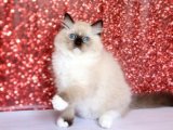 Minik Bir Mucize: Ragdoll Kedisi Yavru Kedilerimiz Yeni Evlerini Arıyor!