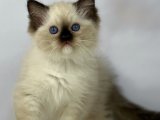 Yumuşaklığın Meleği: Minik Ragdoll Kedisi Kedimiz Satışta!