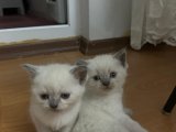 British shorthair yavru kedi