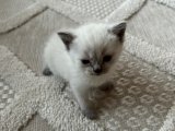 British shortair sevimli yavru kedi erkek
