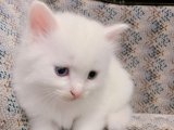 Göz Kamaştıran Ankara Kedisi Kedi Yavruları