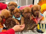 Yavru Dans Partisi: Fransız Mastiff Yavru Ritimleri