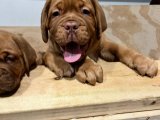 Sevgi İzleri: Fransız Mastiff Yavru Kalp Atışları