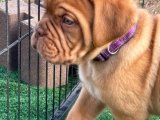 Minik Kürk Hırsızları: Fransız Mastiff Yavru Tatlı Mafya