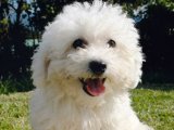 Bişon Çuha Köpeği yavrumuzla hayatınıza neşe katın
