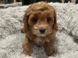 Yavru Cockapoo köpeğimiz hayatınızın bir parçası olmaya hazır