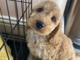 Minik Ressamlar: Cockapoo Yavru Sanat Çalışmaları