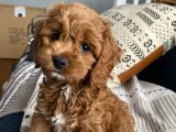 Sevimli Dedektifler: Cockapoo Yavru Gizemleri Çözüyor