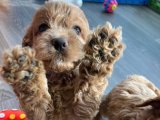 Sevgi Dolu Günbatımı: Cockapoo Yavru Manzarası