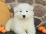 Yavru Pati Tiyatrosu: Samoyed Sahneye Çıkıyor