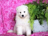 Sevgi Fırtınası: Samoyed Yavru Rüzgarı