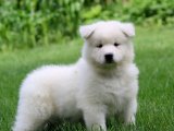 Minik Kaptanlar: Samoyed Yavru Denizciler