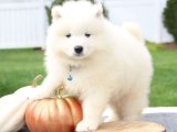 Sevimli Gökyüzü Yıldızları: Samoyed Yavru Uzay Yolculuğu