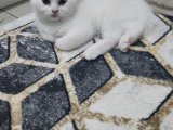Kedilerim