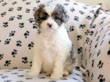 Kaliteli Cavapoo bebeğimiz şimdi satışta