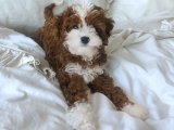 Cavapoo yavrumuz sağlık garantisiyle