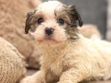 Kaliteli genetik Havanese yavrumuz