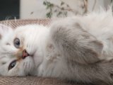 Dişi British Longhair Eş Arıyoruz