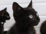 Sizinle Birlikte Büyüyecek: Bombay Kedisi Bebek Kedilerimizle Tanışın!