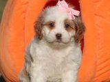 Sevgi İzleri: Cavapoo Yavru Kalp Atışları