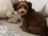 Pati Noktası: Havanese Yavru Sanatı