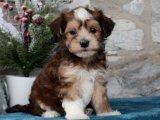 Sevgiye Doyamayanlar: Havanese Yavru Lezzetleri