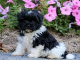 Yavru Bulutların Üzerinde: Havanese Hafifliğin Dansı