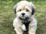 Minik Aşk Şarkıları: Havanese Yavru Konseri
