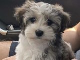 Sevgi Dolu Günbatımı: Havanese Yavru Manzarası