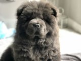 Sevgi Dolu Patiler: Tibet Mastifi Yavrularıyla Evlerinizi Şenlendirin!