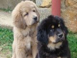 Süs Köpeği Güzellikleri: Şahane Tibet Mastifi Yavrularıyla Şimdi Tanışın!