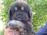 Minik Mucizeler: Tibet Mastifi Yavrularıyla Tanışın ve Büyülenin!