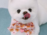 Zeki Boo: Fit Olmayı Seven Pomeranian!